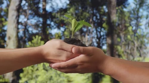 Farmers Helping Each Other Holding Black Dirt Mud With A Tree Sprout In The Hands Crop In The Forest