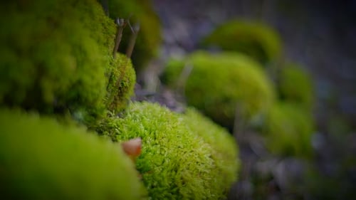 Capture the Beauty of Moss on Rocks and Trees in a Serene Natural Landscape