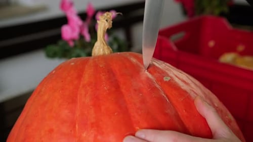 Close-up knife carving huge orange pumpking for Halloween holiday scary party decoration
