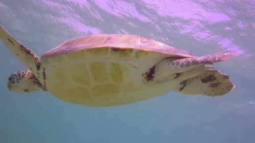 Loggerhead Turtle Underwater