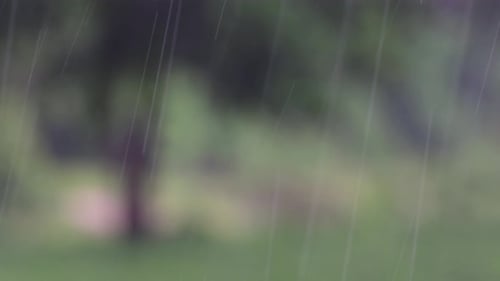 Rain comes in the jungle anytime and one must enjoy the most out of it; here is a footage of the rai