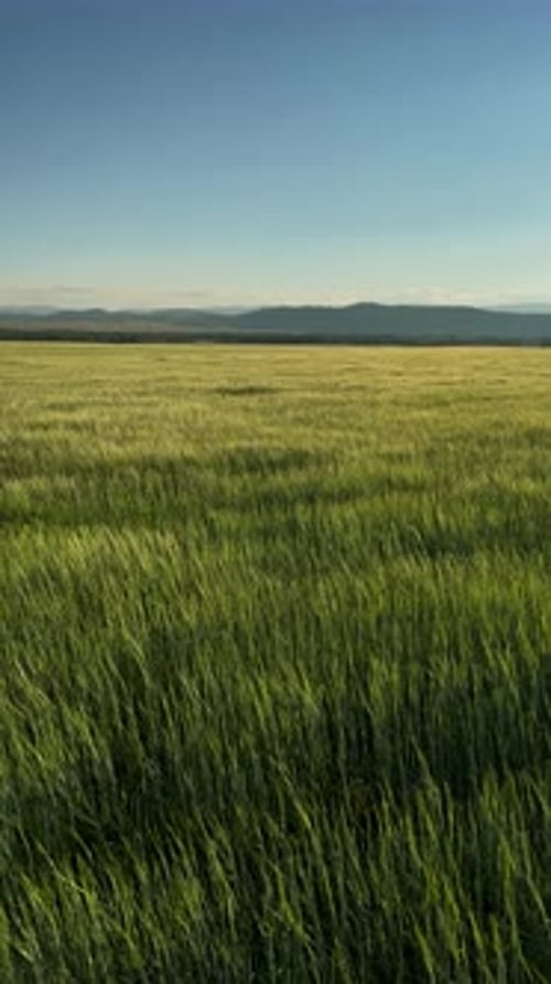 Green Wheat Field Waving in the Wind