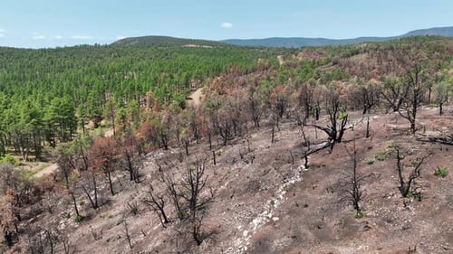 Aerial view of burned forest with green trees, United States.