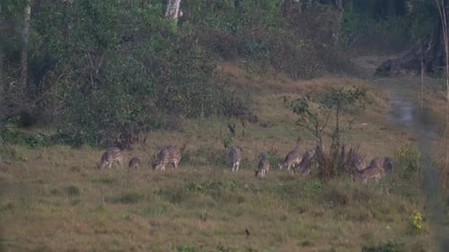 A group of spotted deer alert for the dangers in the jungle.