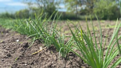 Green onion plants growing in soil on sunny day. Camera panning