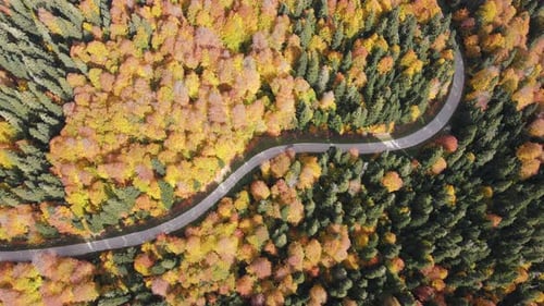 Road In The Autumn Forest