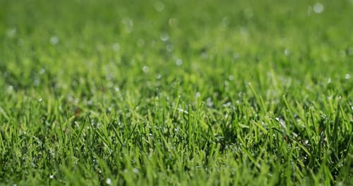 Dew Droplets Condensed on the Green Grass Freshness and Purity Concept Slider Shot