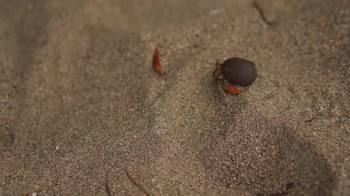 Hermit Crab Walking on Sand