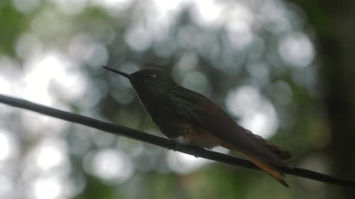 Close-up of a hummingbird sitting on a branch on top of a tree