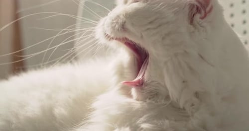 Die flauschige weiße Perserkatze streckt sich und gähnt und öffnet ihren Mund weit, während sie aus einem Nickerchen aufwacht