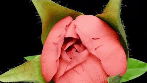 Flower Opening Movement