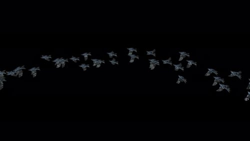 Flock of Black Birds Flying in Arc Path with Alpha Channel