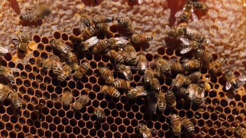 Honigbienen arbeiten an Waben