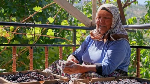 Elderly Rural Woman Sorting Dried Grapes on a Village Terrace