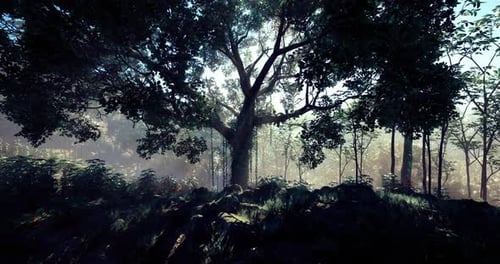 Mystical Forest Landscape with Sunlight Filtering Through Tall Trees