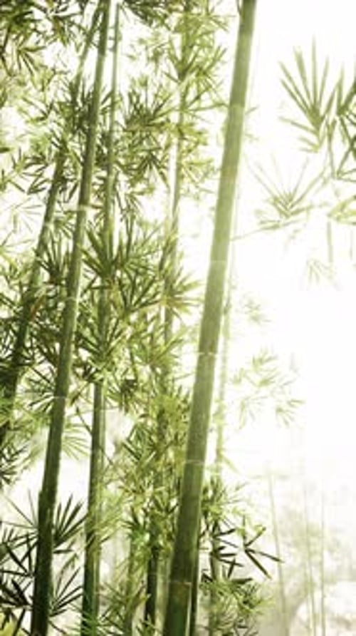 Serene Bamboo Forest with Sunlight and Mist