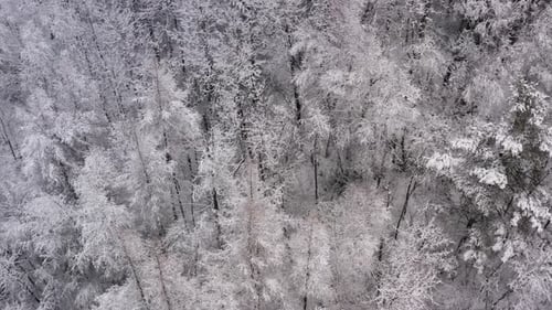 Aerial dolly forward over top of a winter forest with poplar and ever green trees during soft snowfa