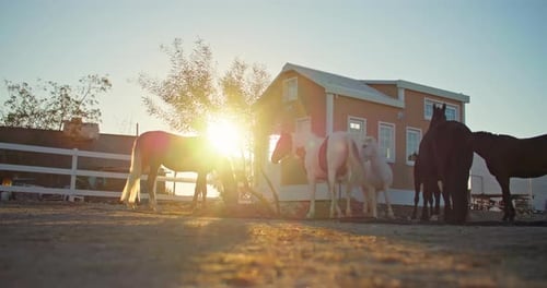 Horses are Walking in the Yard of the Farm at Sunset