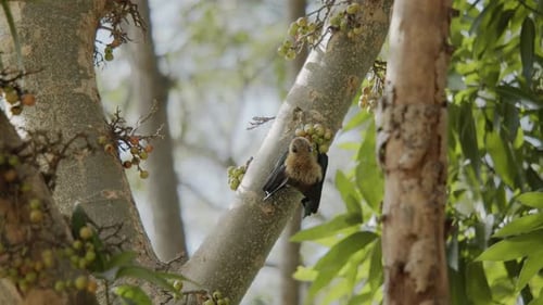 Un murciélago come higos en lo alto de un árbol gular, buscando el mejor con garras