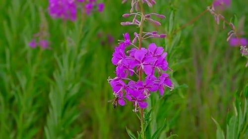 Honeybee Pollinating Magenta Flower in Green Meadow