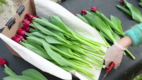Flower Seller or a Florist Collects Flower Arrangements on the Background of Bouquets of Tulips