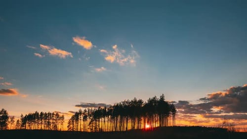 Sunset In Pine Forest