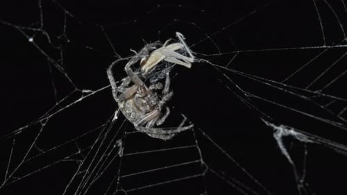 Spider Hunt on Web at Night