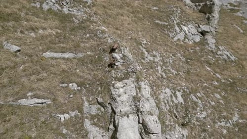 Un Zumbido graba una manada de gamuzas en las montañas Sibillini. Montaña de Priora y Sibilla. Apenino
