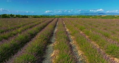 Aerial View of Lavender Field in Provence France Blooming Violet Fragrant Lavender Flowers at Sunset