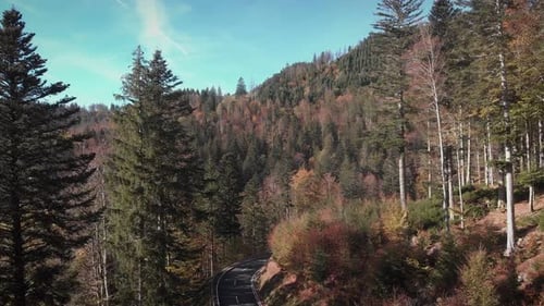 Autumn mountain landscape with colorful tree and pine trees and empty car road