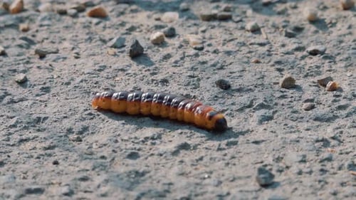Macro shot of Orange caterpillar worm moving in the dirt
