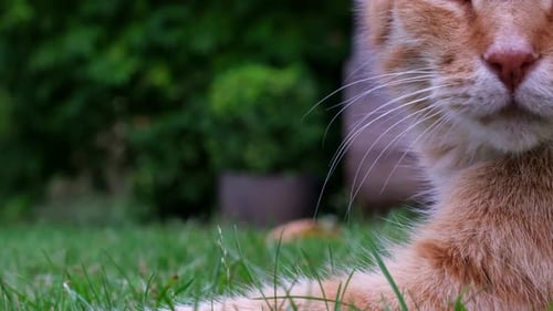 Ginger Cat Relaxing on Green Grass Outdoors