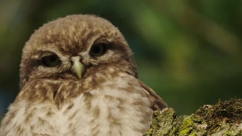 Little owl looking down while perching on a tree wood in the forest, wildlife low angle shot