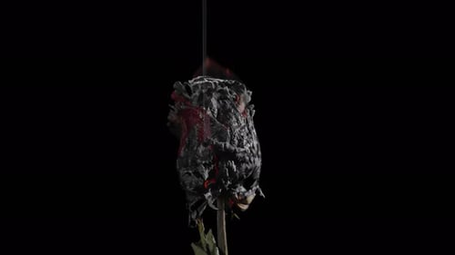 Burning Rose Close Up on Black Background