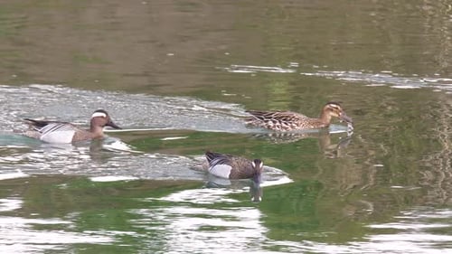 Garganey