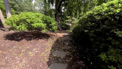 Steadicam shot moving through Japanese garden past shrubs.