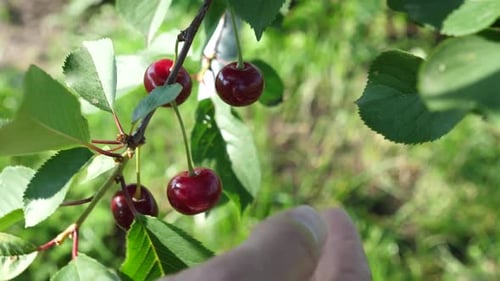 38. Cherries ripen on a tree branch. Orchard, cherry cultivation.