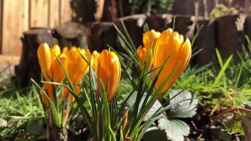 Gelber Krokus an einem sonnigen und windigen Frühlingsnachmittag. Nahaufnahme
.