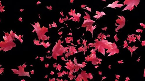 Maple Leaves Explosion on Transparent Alpha 4K