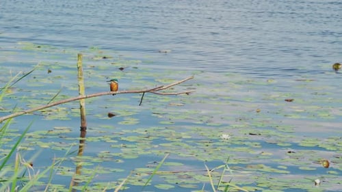 Martin-pêcheur perché sur une branche au-dessus d'un étang idyllique en Frise aux Pays-Bas, vue de face d'un oiseau qui tourne