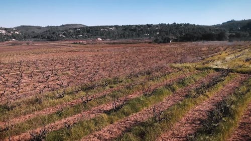 Vineyards in winter in Spain, Costa Blanca.
