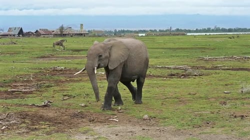 Elephant Walking Across Open Grassy Plain