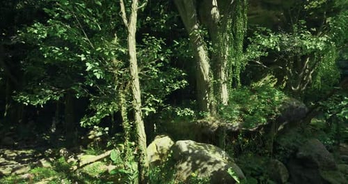 Lush Green Forest with Vibrant Foliage and Sunlight Filtering Through Trees