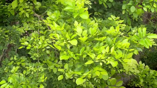 Fresh green leaves on tree after the first rain of the season