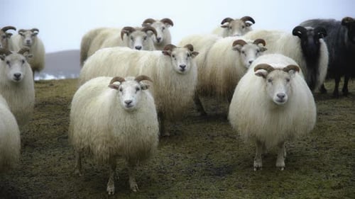 Icelandic Sheep Herd of Domestic Animals at Winter Snowy Weather Beautiful Nature Mountain Field