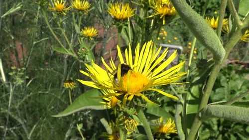 Bumblebee Collects Pollen from Yellow Flower in Sunlight