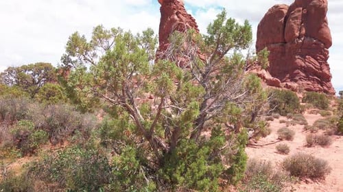 Plan incliné vers le haut d'un arbuste désertique au premier plan et Balance Rock à l'arrière-plan, Arches Nation