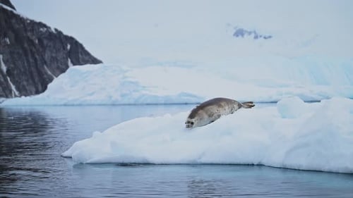 Crabeater Seal La fauna de la Antártida en el hielo, ingresando al mar del Océano Austral desde fuera del agua en un iceberg,