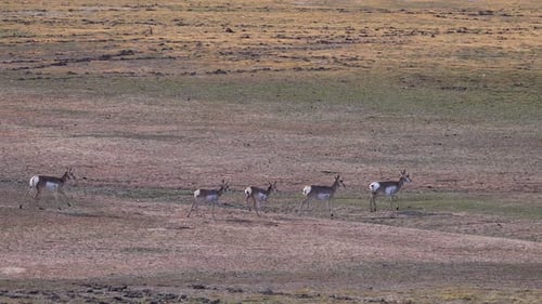 Pronghorn antelope running through the landscape in Wyoming