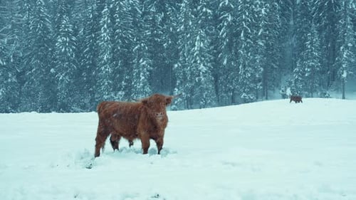 Highland Cattle Cows Stand in Snowy Field